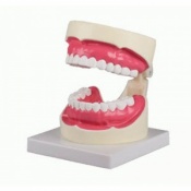 Erler-Zimmer Enlarged Oral-Hygiene Dental Model